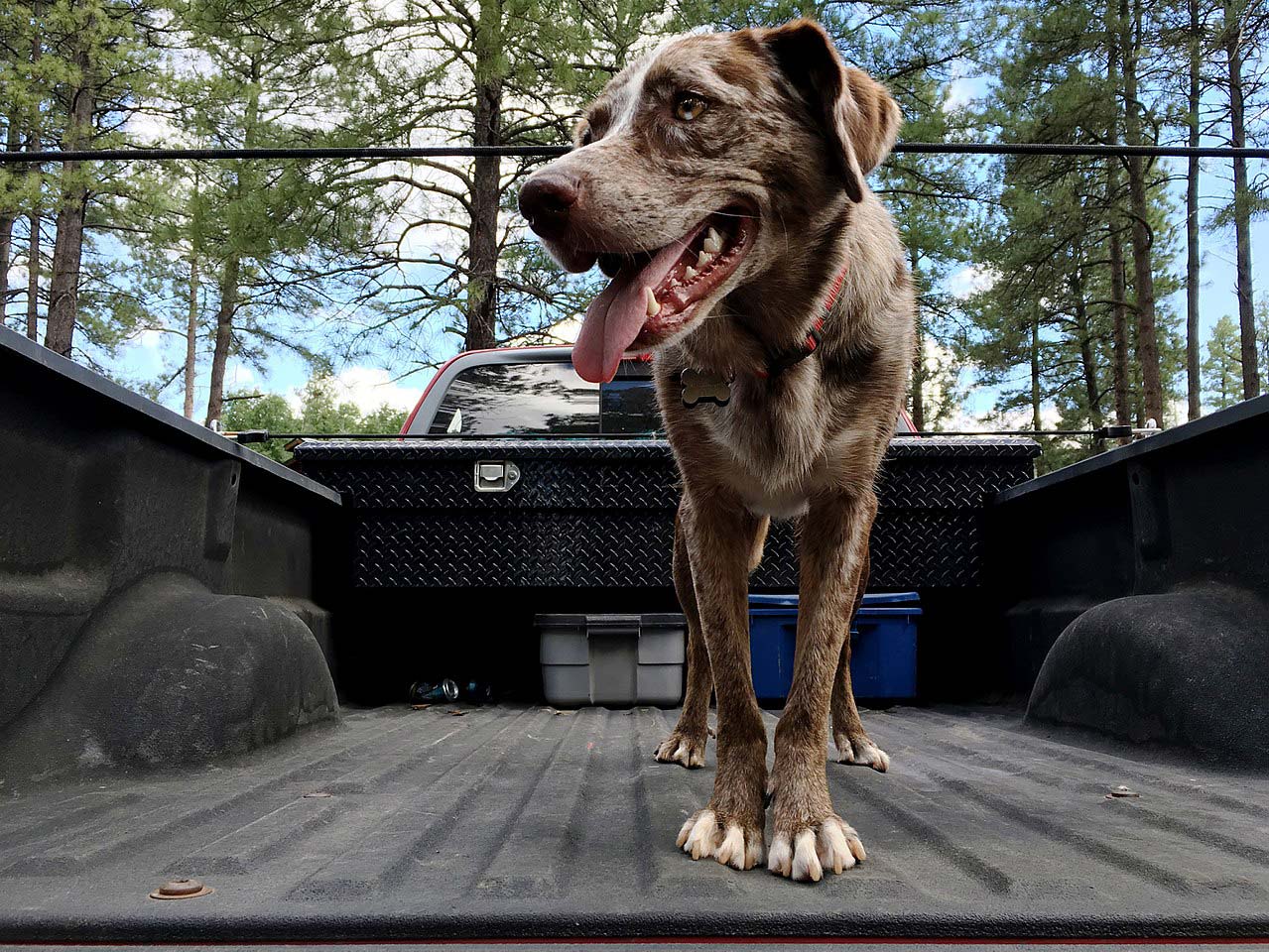 A dog all ready for a spot of truck bed camping